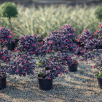 Loropetalum čínske (Loropetalum Chinense) ´BLACK PEARL´ - výška 100-120 cm, kont. C9L - PONPON